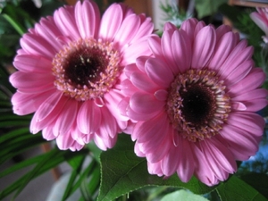 Gerbera 010