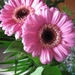 Gerbera 011