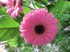 Gerbera 012