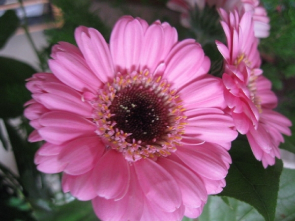 Gerbera 013