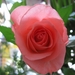 De roze roos 001