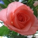 De roze roos 002