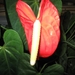 Anthurium 001