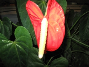 Anthurium 001