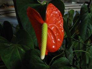 Anthurium 002