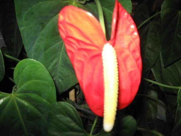 Anthurium 003