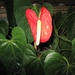 Anthurium 004