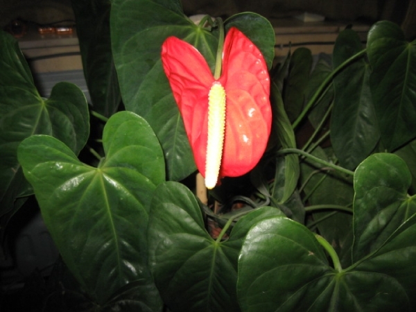 Anthurium 004