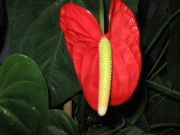 Anthurium 005