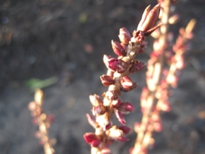 Daphne Mezerium Rubra bloei 1-2 001