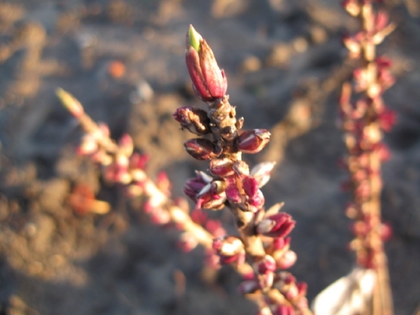 Daphne Mezerium Rubra bloei 1-2 002