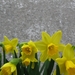 Narcis 005