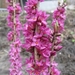 Daphne Mezerium Rubra in bloei 001