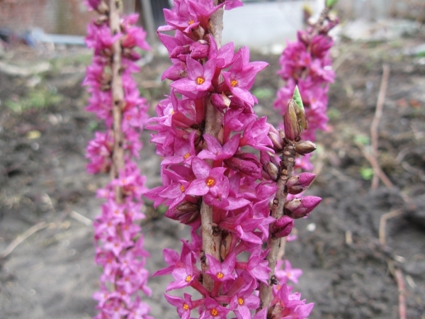 Daphne Mezerium Rubra in bloei 001