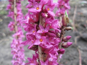 Daphne Mezerium Rubra in bloei 002