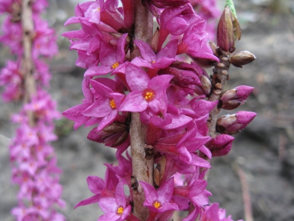 Daphne Mezerium Rubra in bloei 003