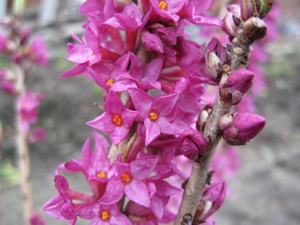 Daphne Mezerium Rubra in bloei 004