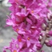 Daphne Mezerium Rubra in bloei 006