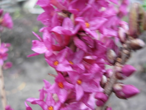 Daphne Mezerium Rubra in bloei 006