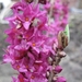 Daphne Mezerium Rubra in bloei 008