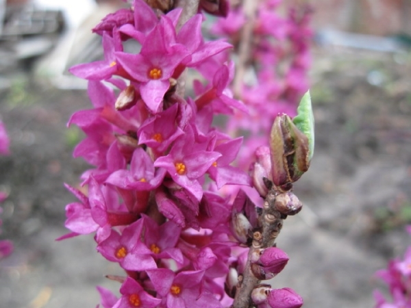 Daphne Mezerium Rubra in bloei 008