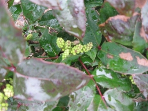 Mahonia aquifolium 002