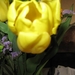 Gele tulp 001