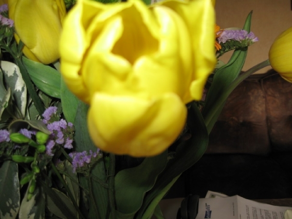 Gele tulp 001