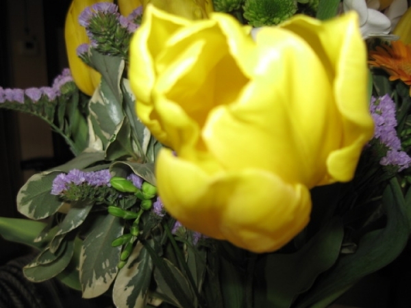 Gele tulp 002