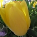 Gele tulp 005