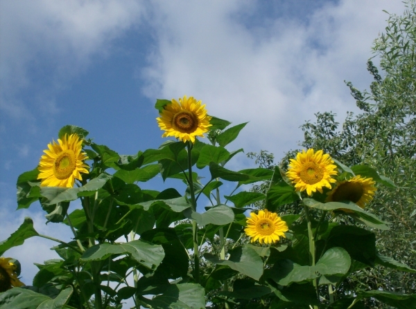 Bloemen in de tuin 015