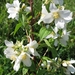 Philadelphus Lemoine 001