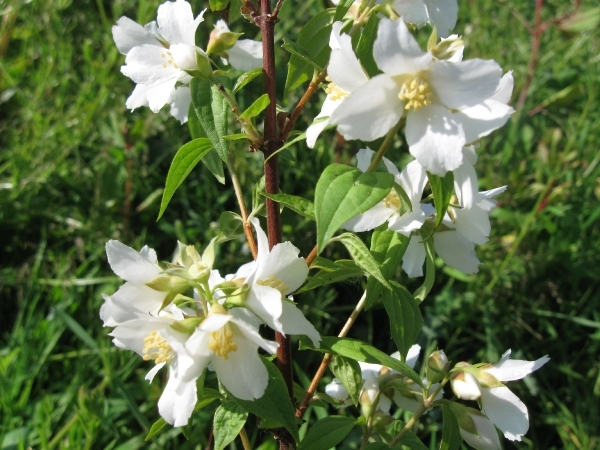 Philadelphus Lemoine 001