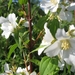 Philadelphus Lemoine 002