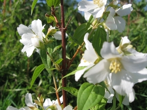 Philadelphus Lemoine 002