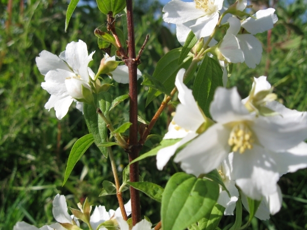 Philadelphus Lemoine 002