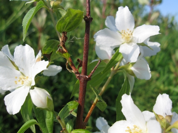 Philadelphus Lemoine 004