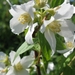 Philadelphus Lemoine 005