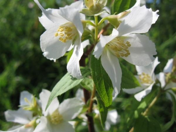 Philadelphus Lemoine 005