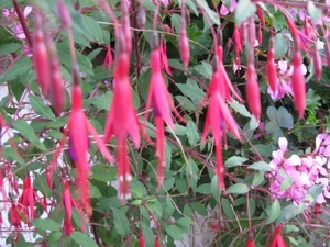bloemen low 007