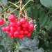 boszaden 006