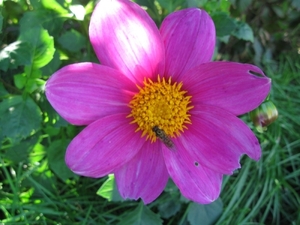 Dhalia's 2010 001