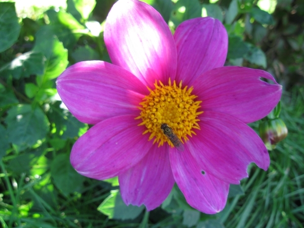 Dhalia's 2010 002