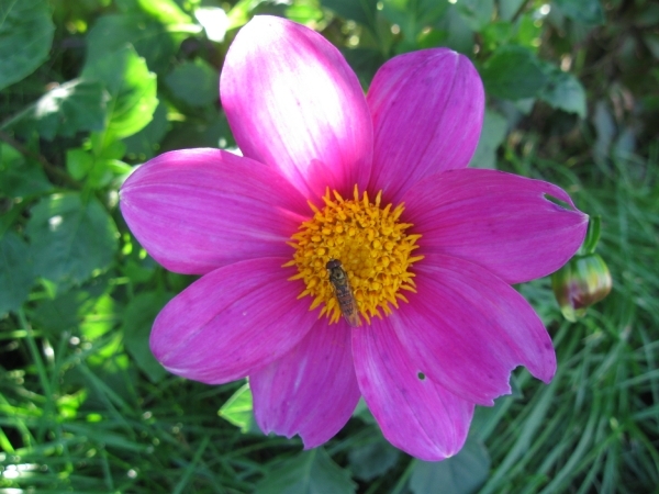 Dhalia's 2010 003