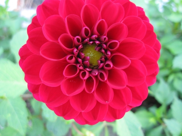 Dhalia's 2010 009