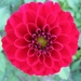 Dhalia's 2010 010