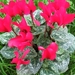 Cyclamen Persicum 001