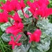 Cyclamen Persicum 002