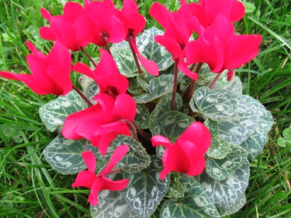 Cyclamen Persicum 002