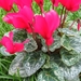 Cyclamen Persicum 003